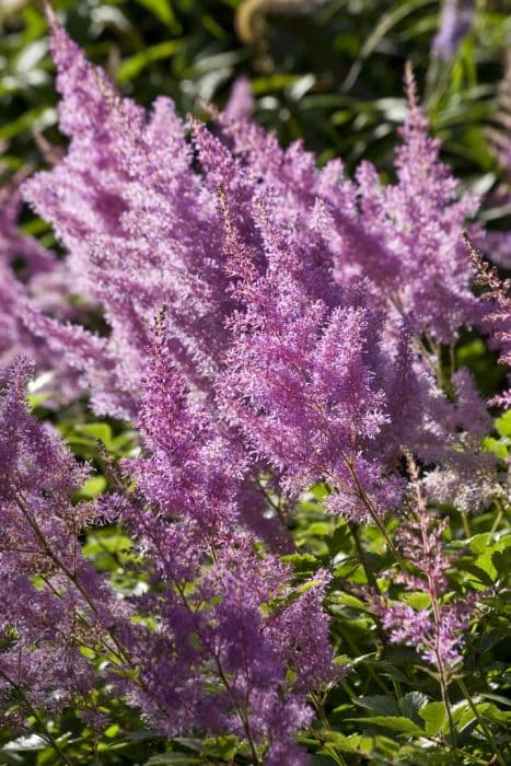 astilbe 'Hyazinth'