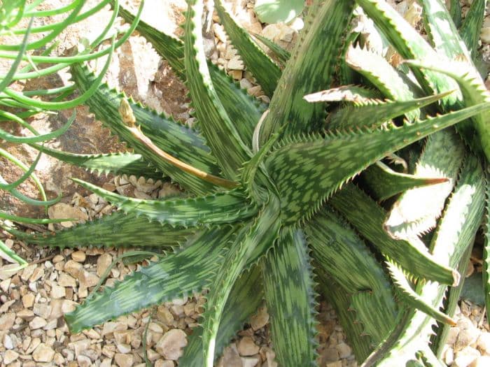 Somalian aloe