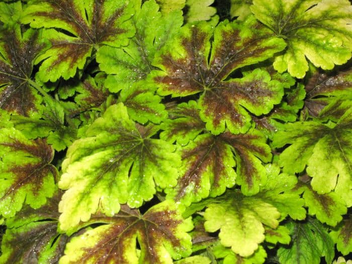 heucherella 'Golden Zebra'