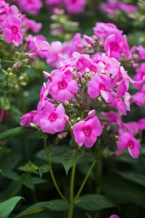 perennial phlox 'Adessa Rose Eye'