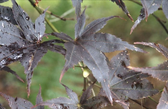 black Japanese maple