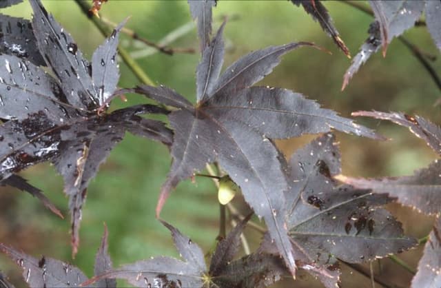 Black Japanese maple