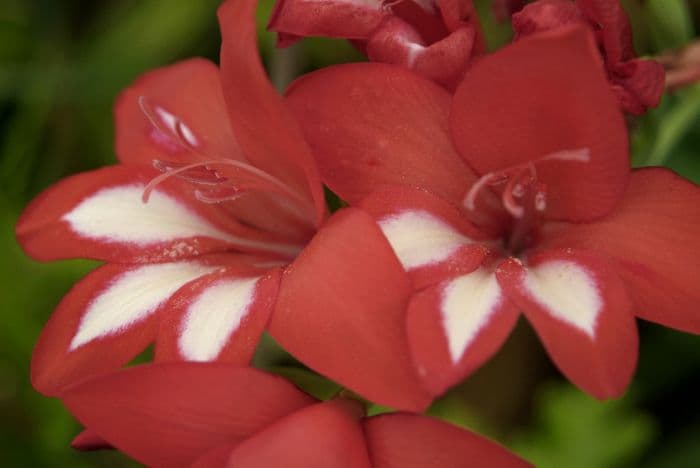 waterfall gladiolus