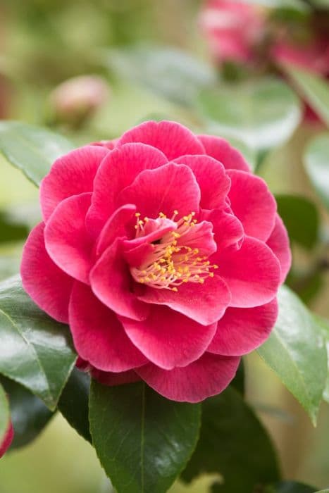 Camellia 'William Carlyon'