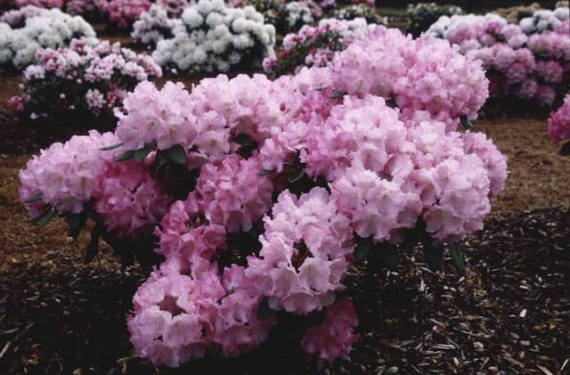 Rhododendron 'Hachmann's Marlis'