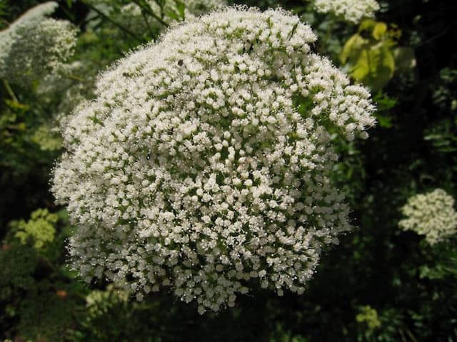 Baltic parsley