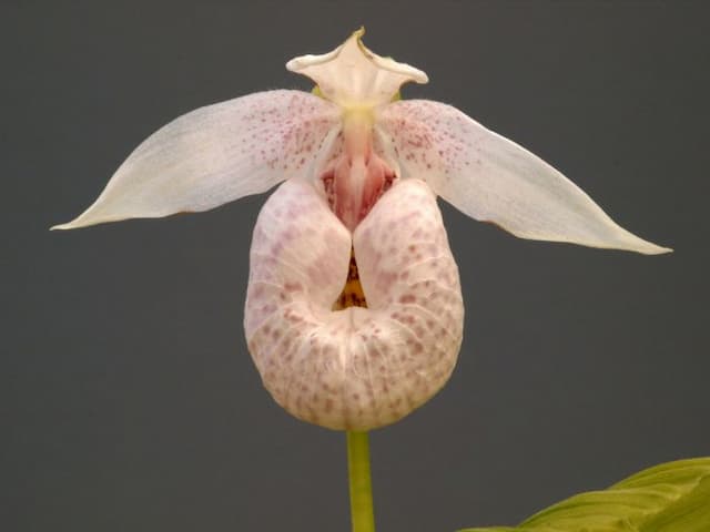 Formosan lady's slipper orchid