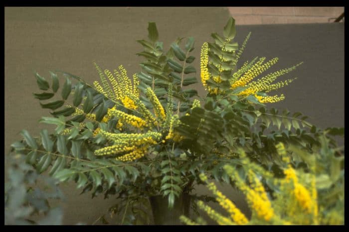 Oregon grape 'Underway'