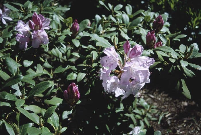 rhododendron 'Mrs Charles E. Pearson'