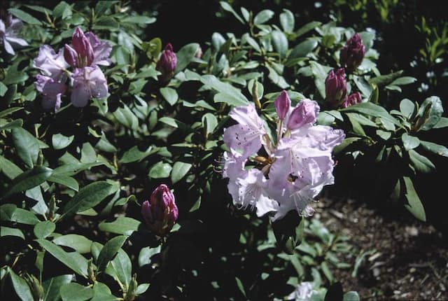 Rhododendron 'Mrs Charles E. Pearson'