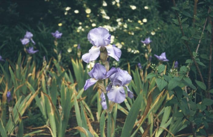 iris 'Jane Phillips'