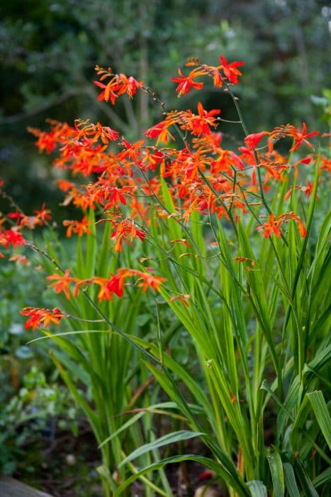 montbretia 'Castle Ward Late'