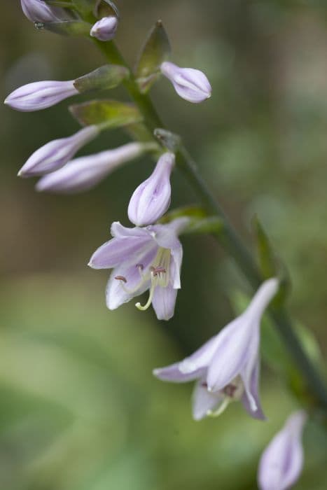 plantain lily 'Blue Umbrellas'