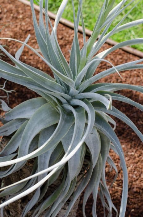 Medusa's head air plant