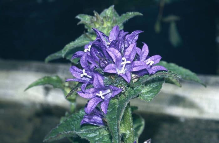 clustered bellflower 'Superba'