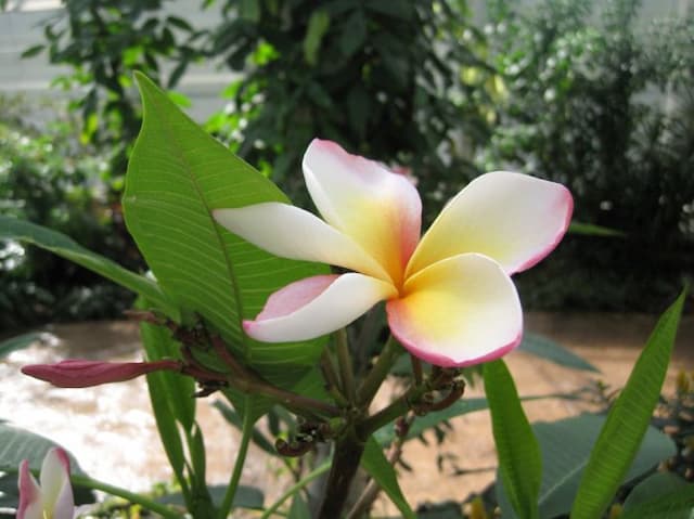 Frangipani