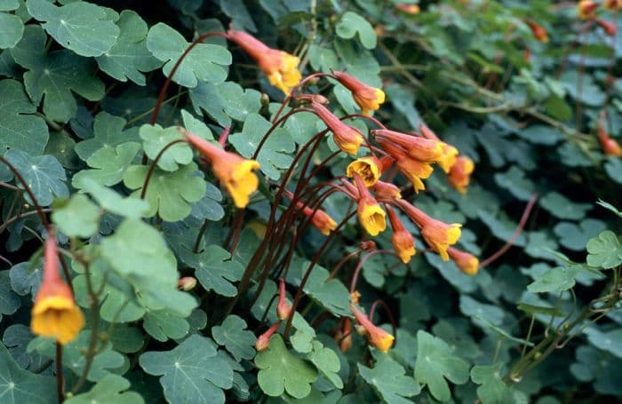 nasturtium 'Ken Aslet'