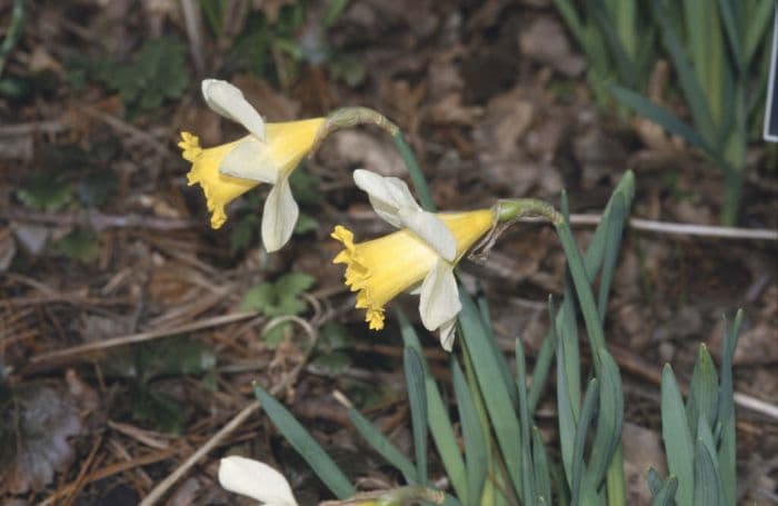 daffodil 'Little Beauty'