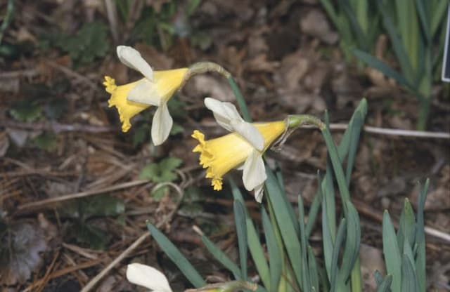 Daffodil 'Little Beauty'