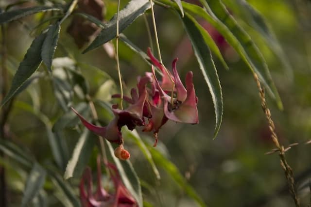 Five-horned spindle