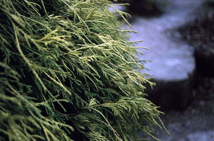 Sawara cypress 'Golden Mop'