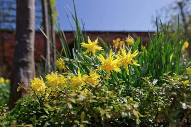 Daffodil 'Rip van Winkle'