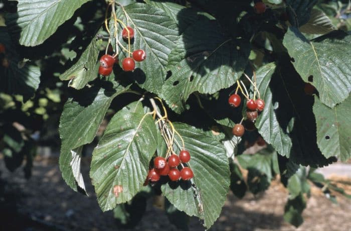 whitebeam 'Majestica'