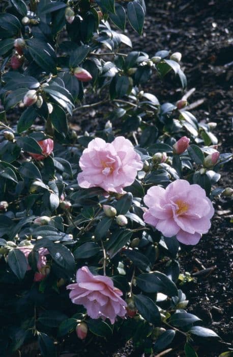 camellia 'Donation'