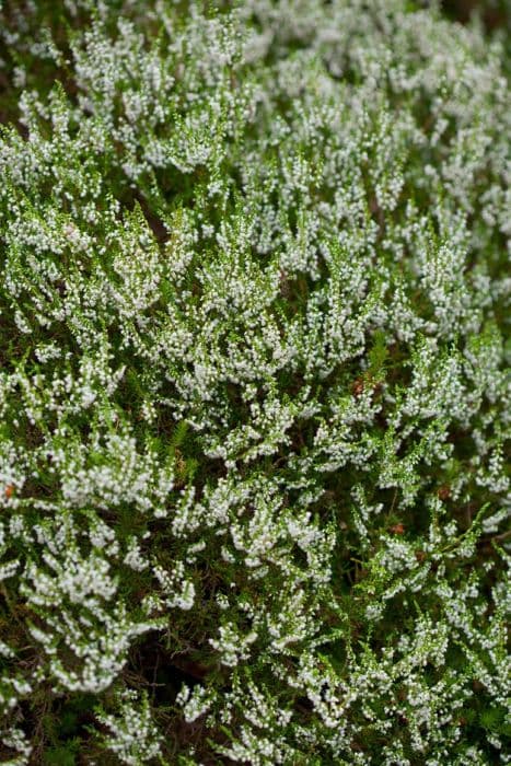 heather 'White Carpet'