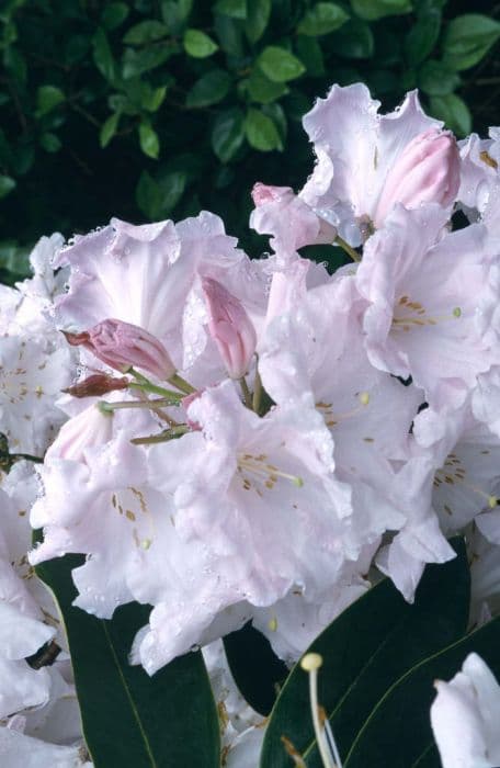 rhododendron 'Loderi King George'