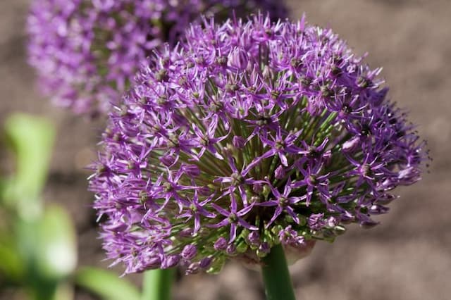 Allium 'Globus'