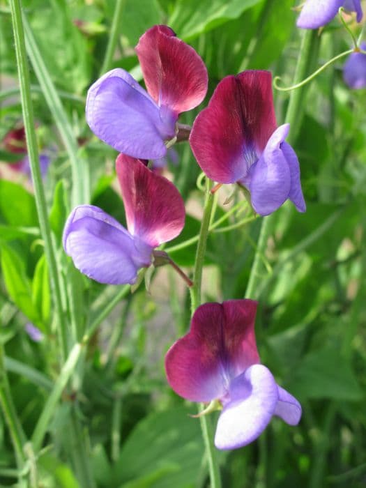 sweet pea 'Matucana'