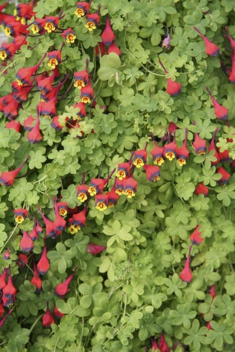 three-coloured nasturtium