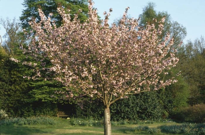 cherry 'Kanzan'