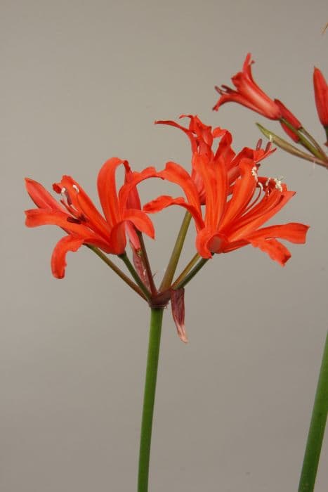 nerine 'Afterglow'