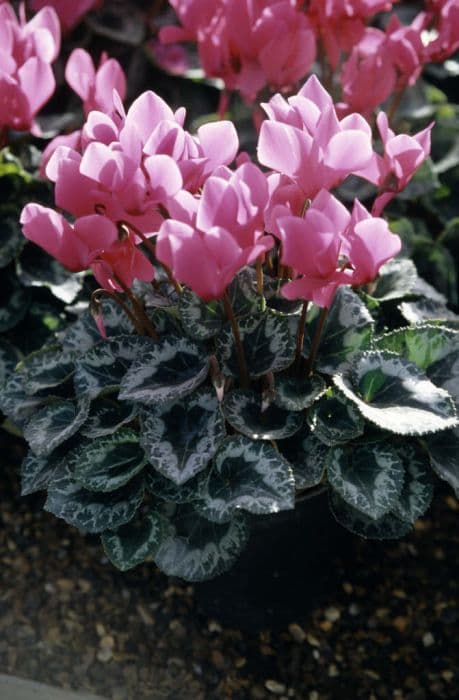 cyclamen 'Laser Rose'