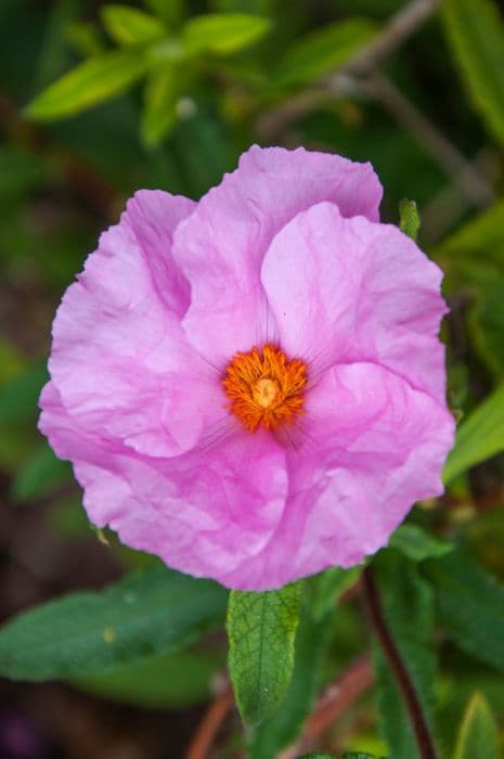 rock rose 'Anne Palmer'