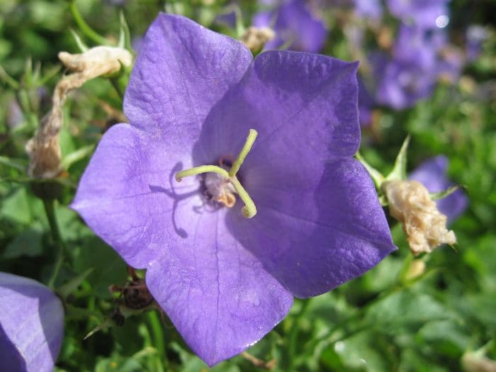 tussock bellflower 'Blaue Clips'