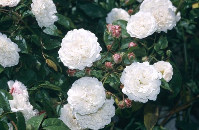 rose 'Félicité Perpétue'