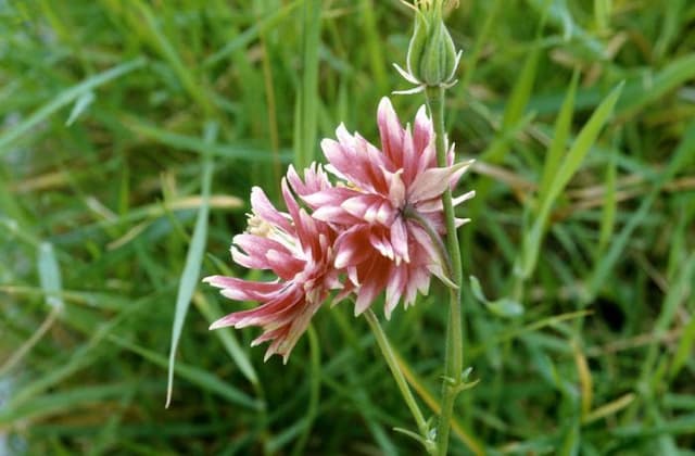 Columbine 'Nora Barlow'