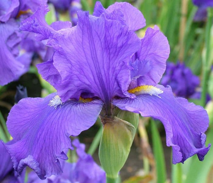 iris 'Reg Wall'