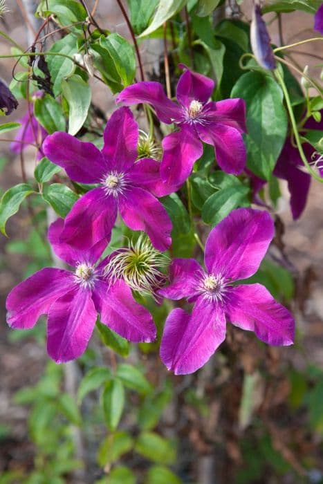 clematis 'Huvi'