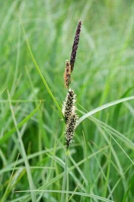 Slender-tufted sedge