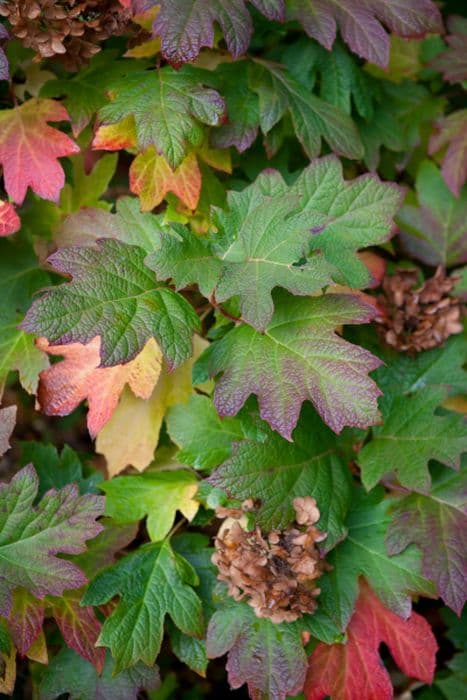 oak-leaved hydrangea [Snow Queen]