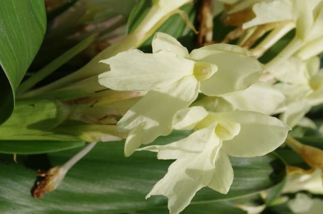 Forrest's roscoea