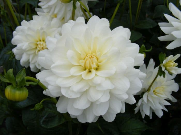 dahlia 'Le Castel'