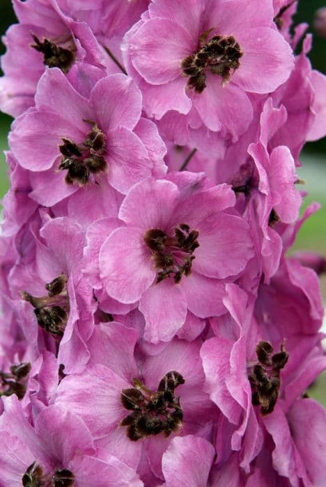 delphinium 'Jenny Agutter'