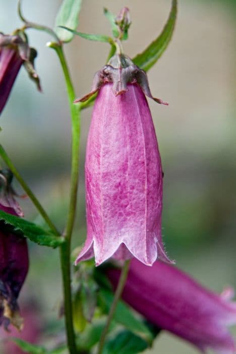 Long-flowered harebell 'Wine 'n' Rubies'
