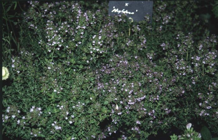 thyme 'Highdown'