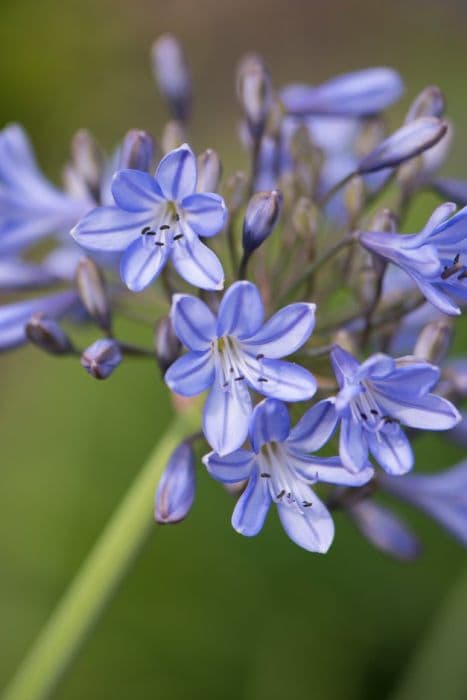 African lily 'Oslo'